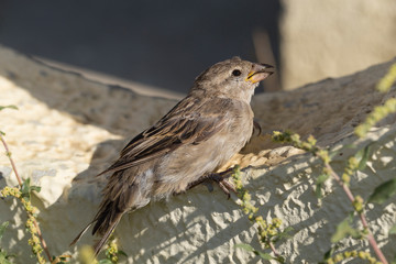 A female house sparrow, basking in the morning sun.