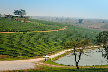 Fototapeta na wymiar Beautiful landscape view of fresh green tea farm, green natural field background of Choui Fong Tea plantation, Mae Chan, Chiang Rai, Thailand.