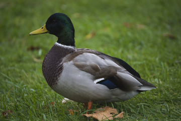 Drake. Duck. Progeny. Wild duck.