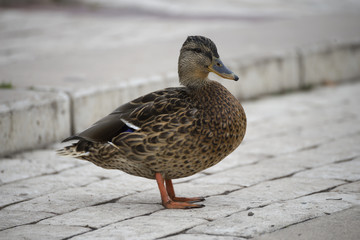 Drake. Duck. Progeny. Wild duck.