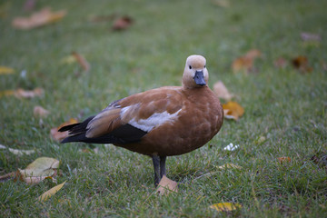 Drake. Duck. Progeny. Wild duck.