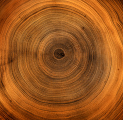 Old wooden mahogany tree cut surface. Detailed warm dark brown and orange tones of a felled tree trunk or stump. Rough organic texture of tree rings with close up of end grain.