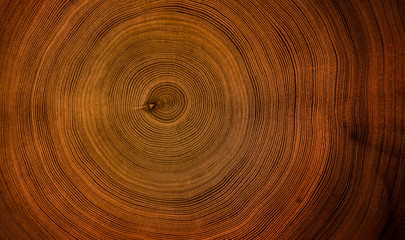 Old wooden mahogany tree cut surface. Detailed warm dark brown and orange tones of a felled tree trunk or stump. Rough organic texture of tree rings with close up of end grain. - obrazy, fototapety, plakaty