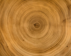 Organic natural tree cut surface. Detailed brown and orange tones of a felled tree trunk or stump. Rough organic texture of tree rings with close up of end grain.