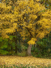 Árbol en Otoño