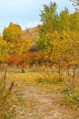 yellow bushes and trees in the autumn, as well as the selective