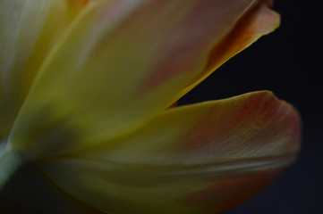 Fototapeta na wymiar Orange Tulip Macro 2