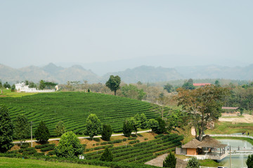 Beautiful landscape view of fresh green tea farm, green natural field background of Choui Fong Tea plantation, Mae Chan, Chiang Rai, Thailand.