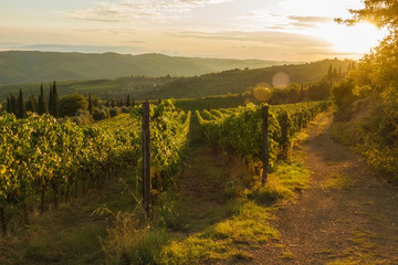 Fototapeta premium Vineyard near Volpaia town in Chianti region in province of Siena. Tuscany landscape. Italy
