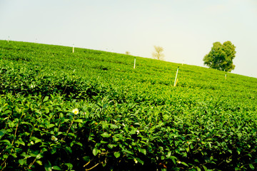 Fototapeta na wymiar Beautiful landscape view of fresh green tea farm, green natural field background of Choui Fong Tea plantation, Mae Chan, Chiang Rai, Thailand.