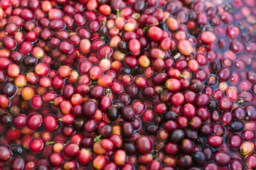 Ripe red coffee cherries harvested and being rinsed clean in water / full frame close up overhead