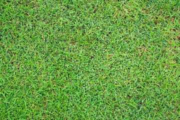 Fototapeta premium Green grass texture background top view.