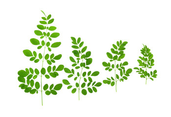 Moringa leaves have medicinal properties. top view