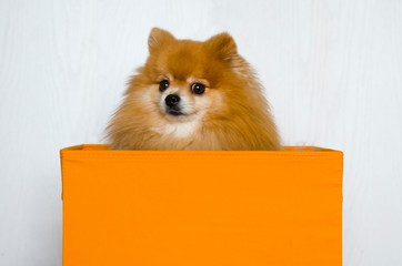 dog in the box. little funny pomeranian spitz sits in orange box. Pet moves to new home. Gift for...