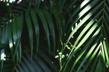 Fototapeta na wymiar Close up of Palm leaves in tropical forests with sun shine on dark green tone.