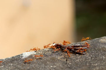 Ants carrying food. Concept of teamwork.
