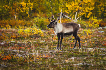 Group herd of deer caribou reindeers pasturing in Abisko National Park, Sweden, Lapland, Norrboten County