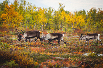 Group herd of deer caribou reindeers pasturing in Abisko National Park, Sweden, Lapland, Norrboten...