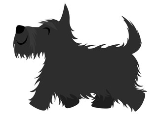 Smiling black Scottish terrier