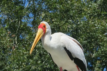 Yellow-billed stork in Florida zoological garden, closeup
