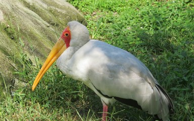 Yellow-billed stork on grass in Florida zoo, closeup 