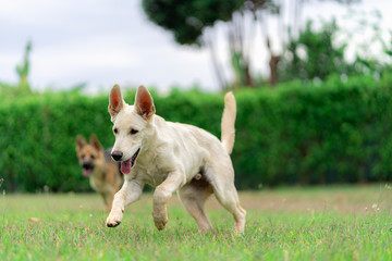 Dogs running on grass