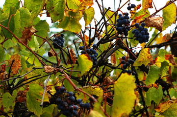 Blue bunches of grapes. Vineyards at sunset in autumn harvest.