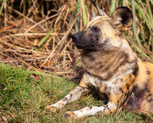 close up portrait of an african painted dog