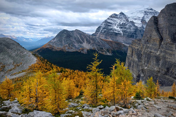 Scenic view of mountains and yellow autumn larch trees in Lake Louise area in Canadian Rockies. Fair view mountain hiking trail in  Banff National Park. Alberta. Canada.