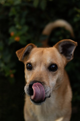 Fototapeta premium Lovely dog