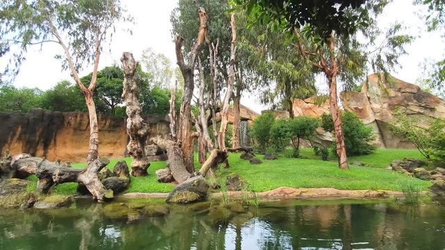 Two monkeys in a wildlife Park sit on a tree in the rain