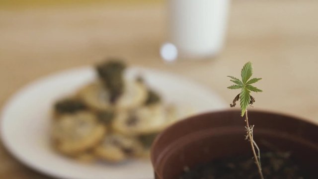 Focus shift from chocholate chip space cookies and milk with cannabis buds onto marijuana leaf on a wooden table