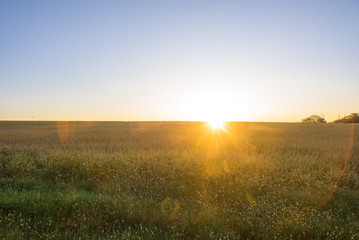 Sunrise Over Field