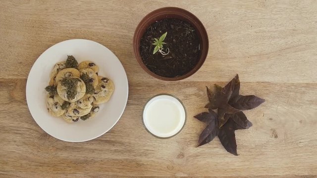 Hand placing milk next to weed infused cannabutter chocolate chip cookies and a marijuana pot plant