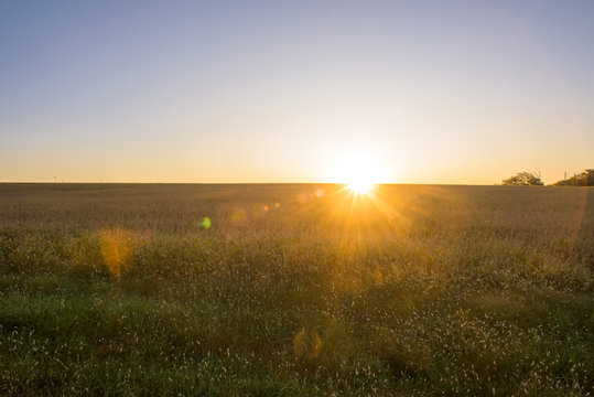 Sunrise Over Field