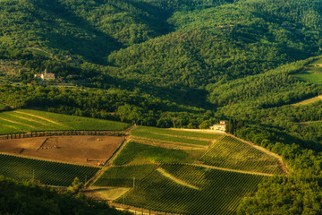 Fototapeta na wymiar Vineyard near Volpaia town in Chianti region in province of Siena. Tuscany landscape. Italy