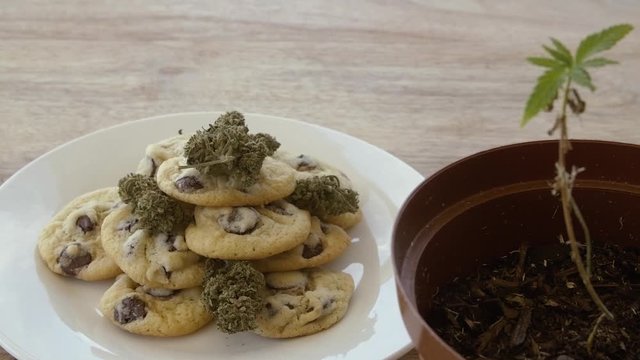 Camera tracking space cookies with marijuana buds and cannabis leaf plant in pot on wooden tabletable next to milk