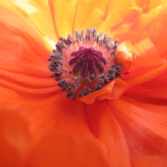 Oriental Poppy