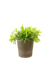 Fresh green plant in a pot on white background