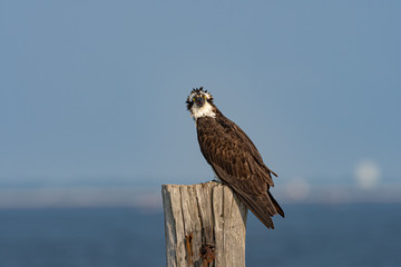 A fierce Osprey perched on a piling in the bay.