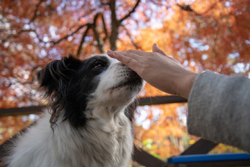 富士すばるランド