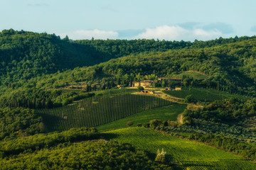 Vineyard near Volpaia town in Chianti region in province of Siena. Tuscany landscape. Italy