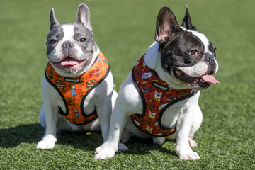 Two French Bulldogs Sitting and Resting. Off-leash dog park in Northern California.