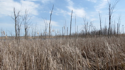 Fototapeta premium wetlands