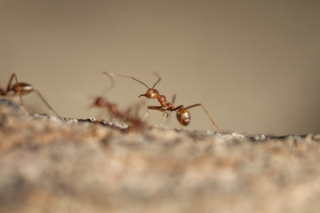 Ant3