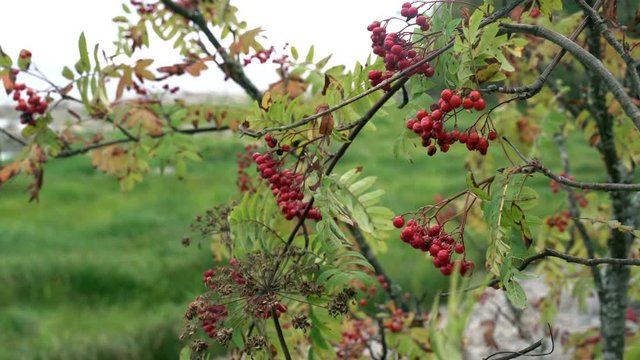 Beautiful Rowan berries in the wood at green branches. Bright and colourful nature picture, autumn shades and colours. Red berries. Scandinavian forest.