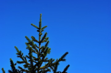 Christmas trees on a background of blue sky