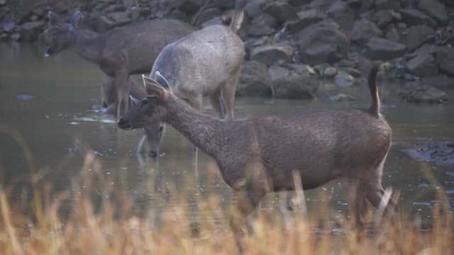 4K 60p tracking shot of a doe sambar at a waterhole in tadoba andhari tiger reserve in india