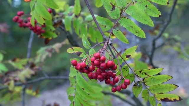 Beautiful Rowan berries in the wood at green branches. Bright and colourful nature picture, autumn shades and colours. Red berries. Scandinavian forest.