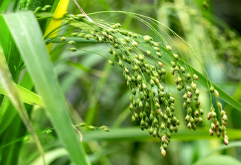 Cultivated proso millet in agricultural field